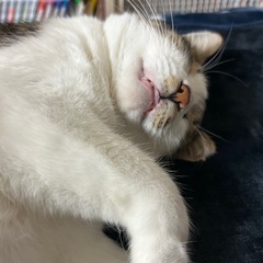 8キロデカ猫‼️去勢手術まですべて終わらせてあります