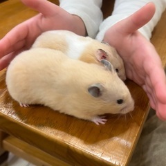 ゴールデンハムスター4兄妹🐹