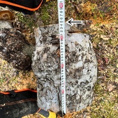 津軽林檎原木玉切
の画像