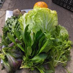 　野菜セット　無農薬