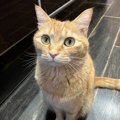 甘えん坊な茶トラ　5歳2ヶ月　男の子