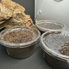カブトムシ【早い者勝ち❗️】ヘラクレスオオカブト幼虫×3  （クワガタ　カブトムシ専門店）の画像