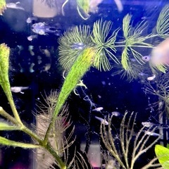 保留)グッピー稚魚10匹　ガチャセットの画像