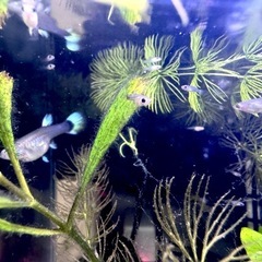 保留)グッピー稚魚10匹　ガチャセットの画像