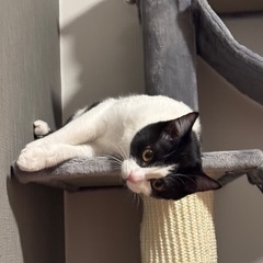 生後6ヶ月ハチワレ猫(メス) - 猫