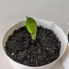 観葉植物　サンスベリア　サンセベリア