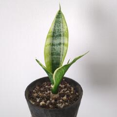 観葉植物　サンスベリア　サンセベリアの画像