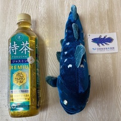 【新品・タグ付き】COLORATA ★ シーラカンス ぬいぐるみ　人気の画像