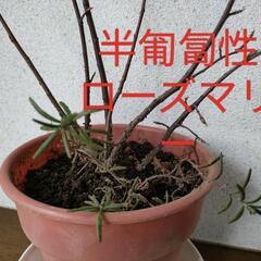 お取引中　ジューンベリー苗　苗木　果樹　庭木　落葉樹　おまけ付き(半匍匐性ローズマリー苗) 鉢ごとお渡しの画像