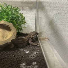 ステリオアガマ