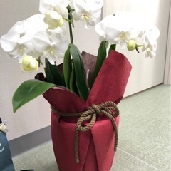 胡蝶蘭の画像