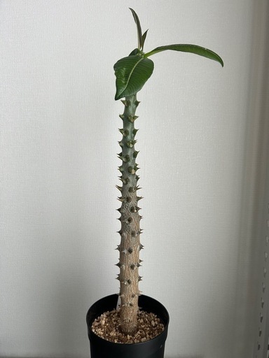 パキポディウム バロニー