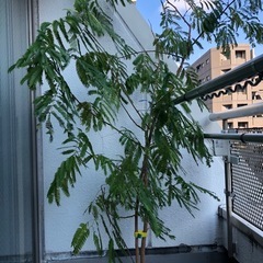 観葉植物　エバーフレッシュ