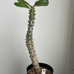 パキポディウム バロニー