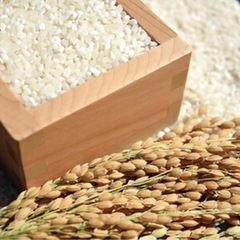 令和6年産　玄米
