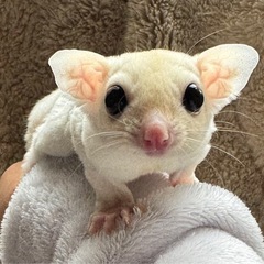 フクロモモンガ リューシhetクリミノくん、初めてのモモン…