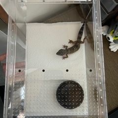 レオパ ゲージ その他セット
