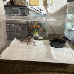 レオパ ゲージ その他セットの画像