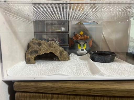 レオパ ゲージ その他セット