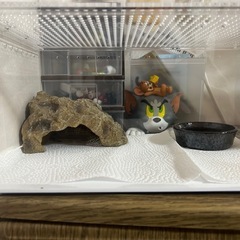 レオパ ゲージ その他セットの画像