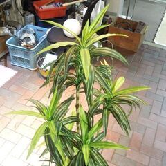 フェイクグリーン ドラセナ？ 高さ約140cm インテリア 観葉植物 オフィス 店舗 ディスプレイ 札幌市 新道東店の画像