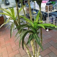 フェイクグリーン ドラセナ？ 高さ約140cm インテリア 観葉植物 オフィス 店舗 ディスプレイ 札幌市 新道東店の画像