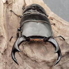 【新成虫】♂♀ペア　パリーオオクワガタ②　東ジャワ