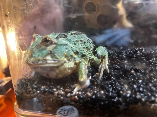 クラウウェルツノガエル