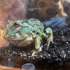 クラウウェルツノガエルの画像