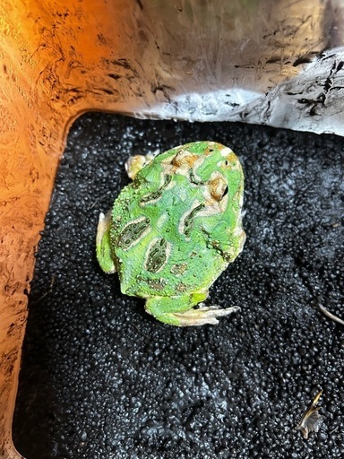 クラウウェルツノガエル