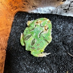 クラウウェルツノガエルの画像