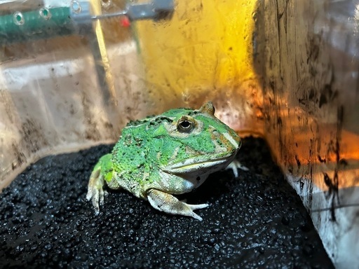 クラウウェルツノガエル