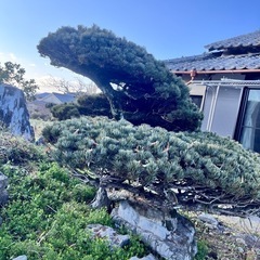 岩の上に植えられた松の盆栽風松