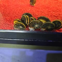 　アンモナイトスネール　淡水貝
