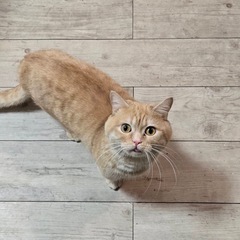 急募！オス猫2歳 - 猫