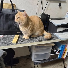 急募！オス猫2歳 − 東京都