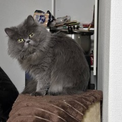 急募！2歳オス猫 - 猫