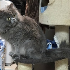 急募！2歳オス猫 - 豊島区