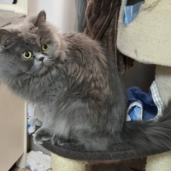 急募！2歳オス猫 − 東京都