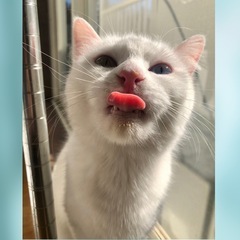 24日都内譲渡会　神々しいオッドアイ白猫👸アイリスちゃん - 目黒区