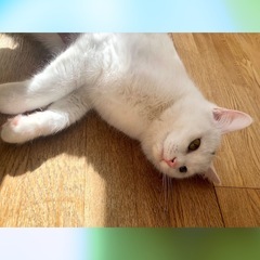 24日都内譲渡会　神々しいオッドアイ白猫👸アイリスちゃん − 東京都