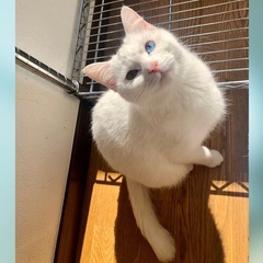 24日都内譲渡会　神々しいオッドアイ白猫👸アイリスちゃん - 猫