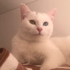 24日都内譲渡会　神々しいオッドアイ白猫👸アイリスちゃん - 里親募集