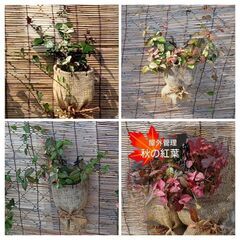 丈夫で艷やか🌿ハツユキカズラ／２株植え吊り鉢〜地植え出来る方にの画像