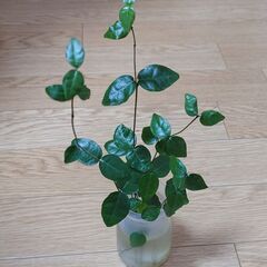 丈夫で艷やか🌿ハツユキカズラ／２株植え吊り鉢〜地植え出来る方にの画像