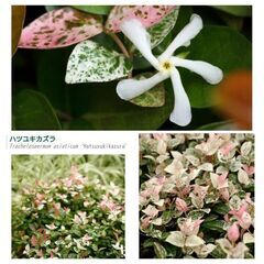 丈夫で艷やか🌿ハツユキカズラ／２株植え吊り鉢〜地植え出来る方にの画像