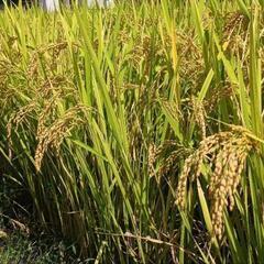 令和６年度産　新米１０キロ　コシヒカリ　玄米