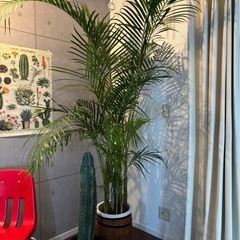 植物　
特大アレカヤシ