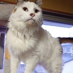 手術済み、長毛白黒の成猫　里親さん決定！
