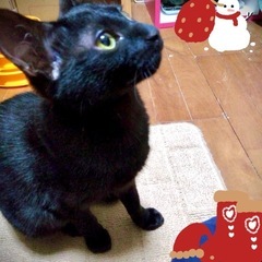 黒猫ファンのみなさま🐈‍⬛コナちゃんおとなしい女の子💗 - 葛飾区